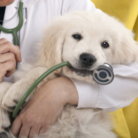 medische controle voor puppies