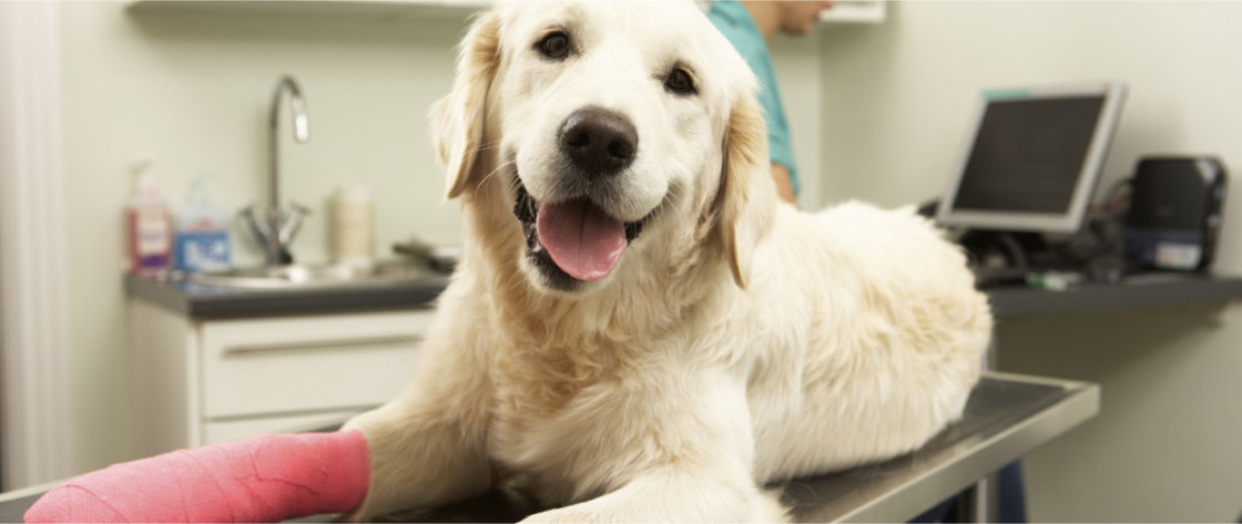 Chirurgie voor honden