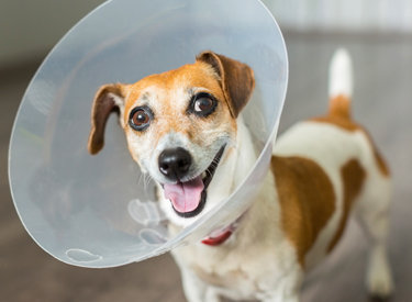 Chirurgie voor honden