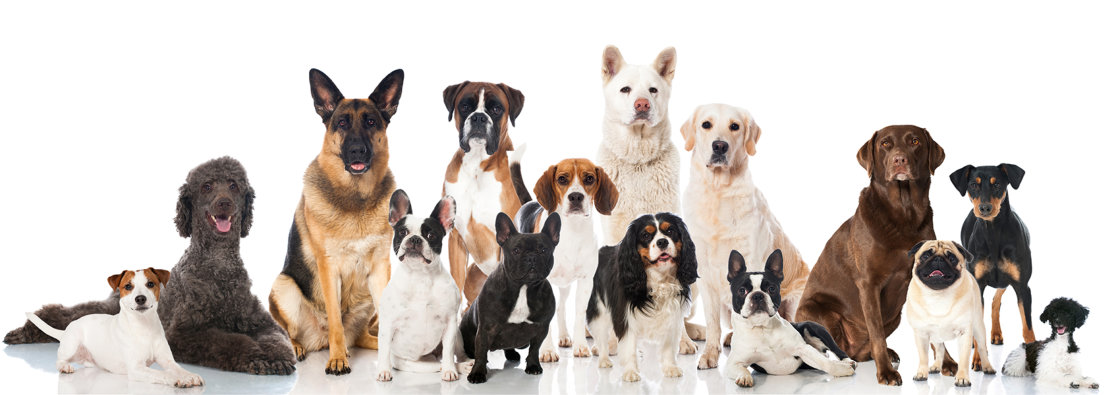 Dierenarts voor honden Dierenarts voor honden