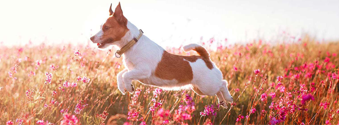Parasieten bij honden Parasieten bij honden