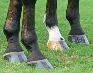 dierenarts - hoefprobleem - paard