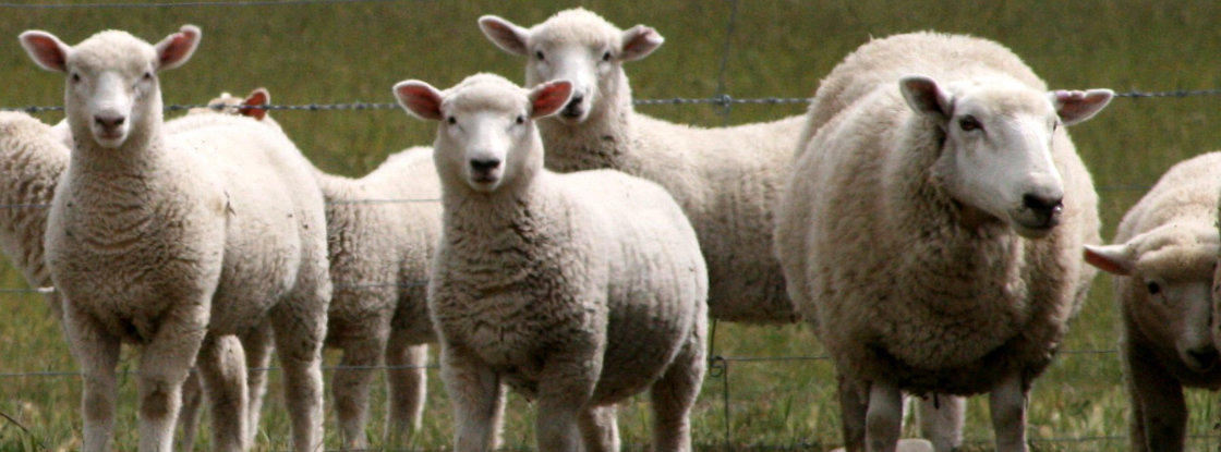 dierenarts schapen en geiten dierenarts schapen en geiten