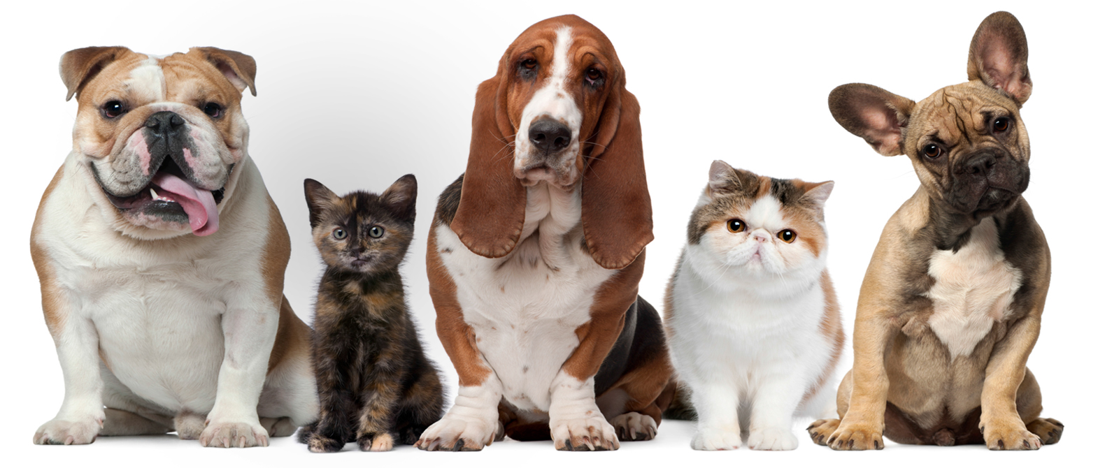 dierenarts huisdieren - dierenartsenpraktijk