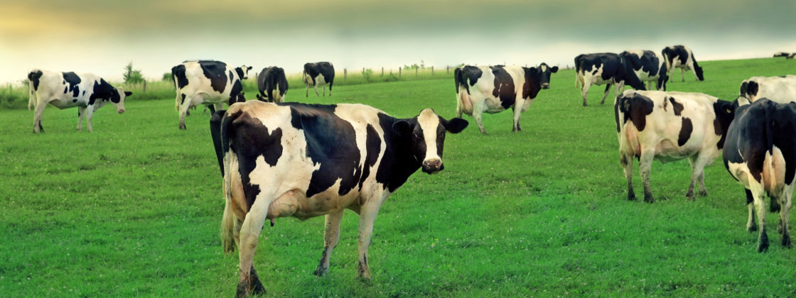 dierenarts - veearts rundvee dierenarts - veearts rundvee