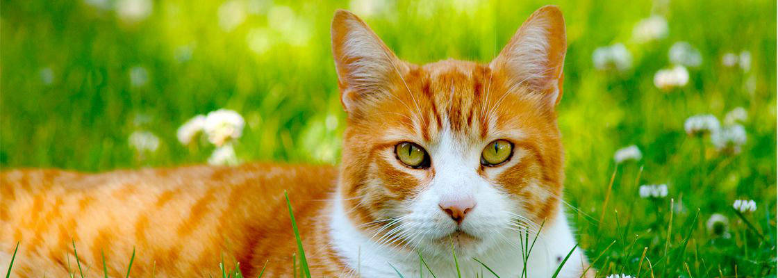 parasieten kat parasieten kat