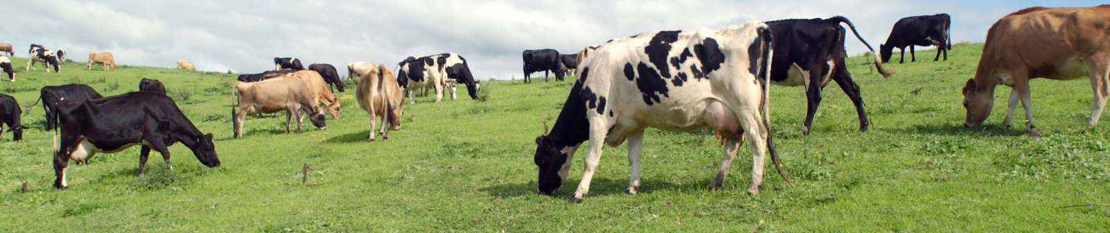 Vruchtbaarheid voor koeien